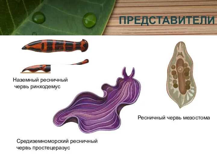 ПРЕДСТАВИТЕЛИ Наземный ресничный червь ринходемус Ресничный червь мезостома Средиземноморский ресничный червь простецераэус