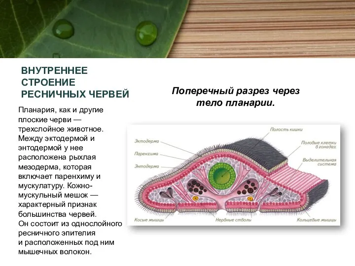 ВНУТРЕННЕЕ СТРОЕНИЕ РЕСНИЧНЫХ ЧЕРВЕЙ Планария, как и другие плоские черви —