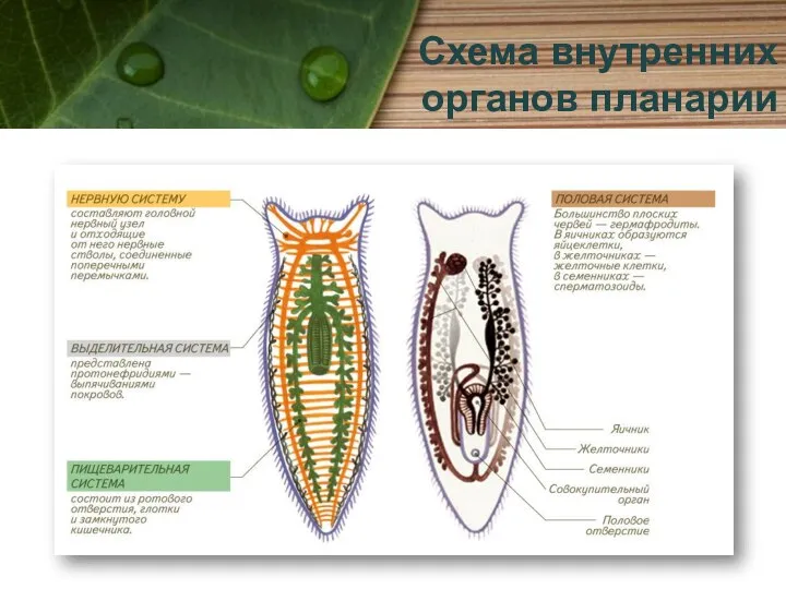 Схема внутренних органов планарии