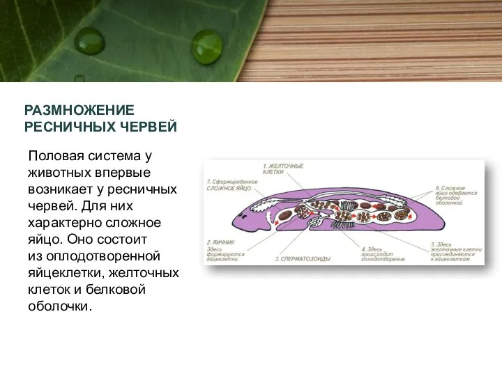 РАЗМНОЖЕНИЕ РЕСНИЧНЫХ ЧЕРВЕЙ Половая система у животных впервые возникает у ресничных