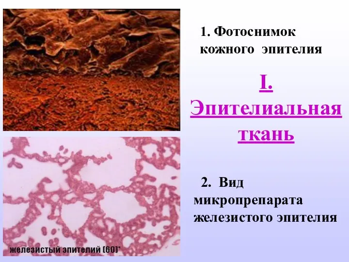 1. Фотоснимок кожного эпителия 2. Вид микропрепарата железистого эпителия I. Эпителиальная ткань