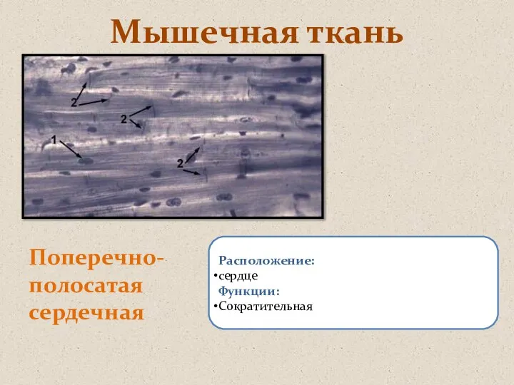 Мышечная ткань Поперечно-полосатая сердечная Расположение: сердце Функции: Сократительная