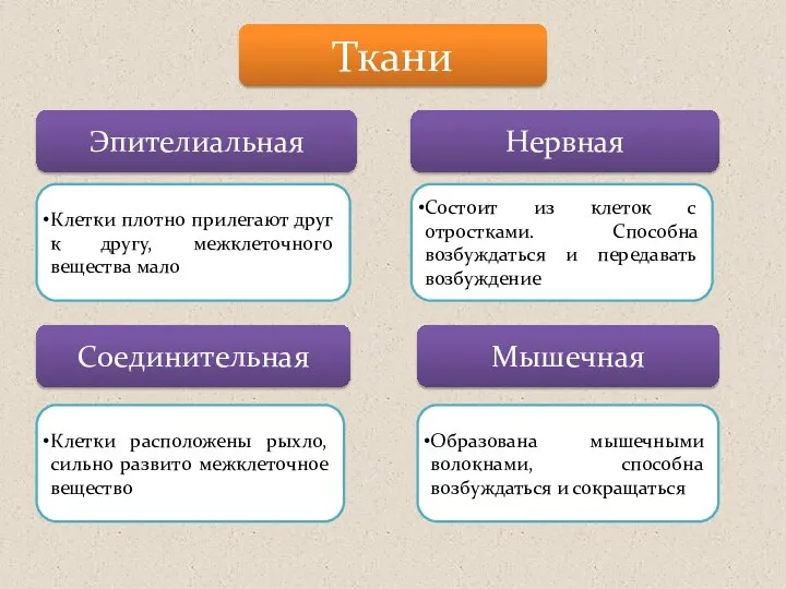 Ткани Эпителиальная Нервная Соединительная Мышечная Клетки плотно прилегают друг к другу,