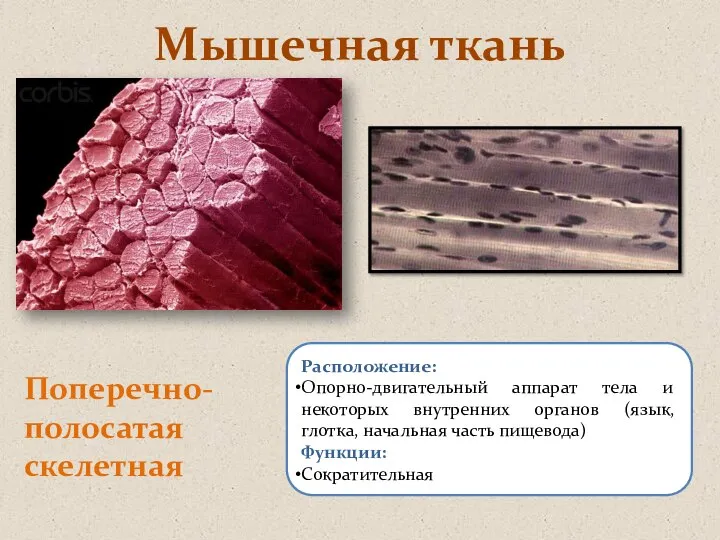 Мышечная ткань Поперечно-полосатая скелетная Расположение: Опорно-двигательный аппарат тела и некоторых внутренних