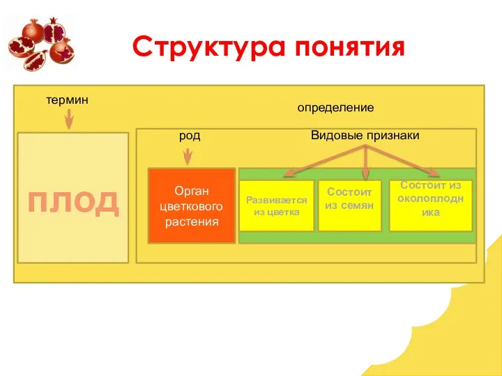 тер плод Орган цветкового растения Развивается из цветка Состоит из семян