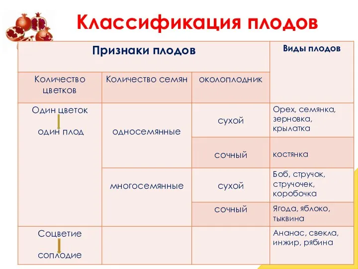 Классификация плодов