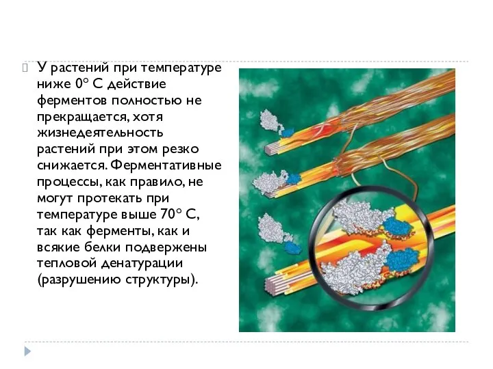 У растений при температуре ниже 0o С действие ферментов полностью не