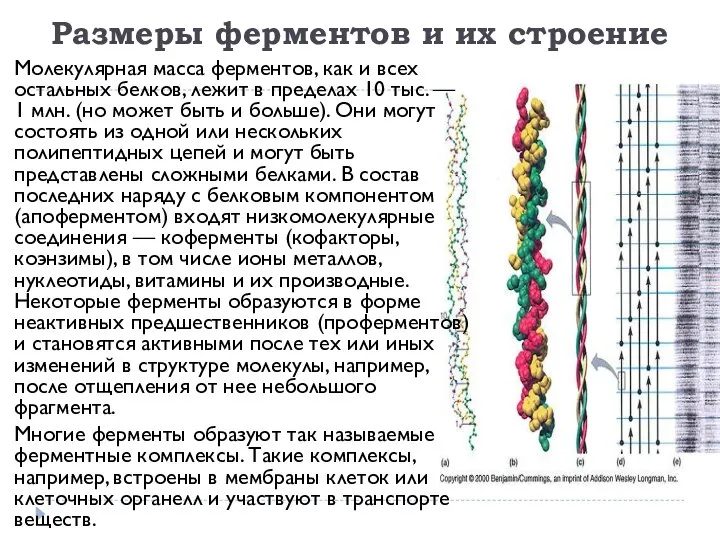 Размеры ферментов и их строение Молекулярная масса ферментов, как и всех