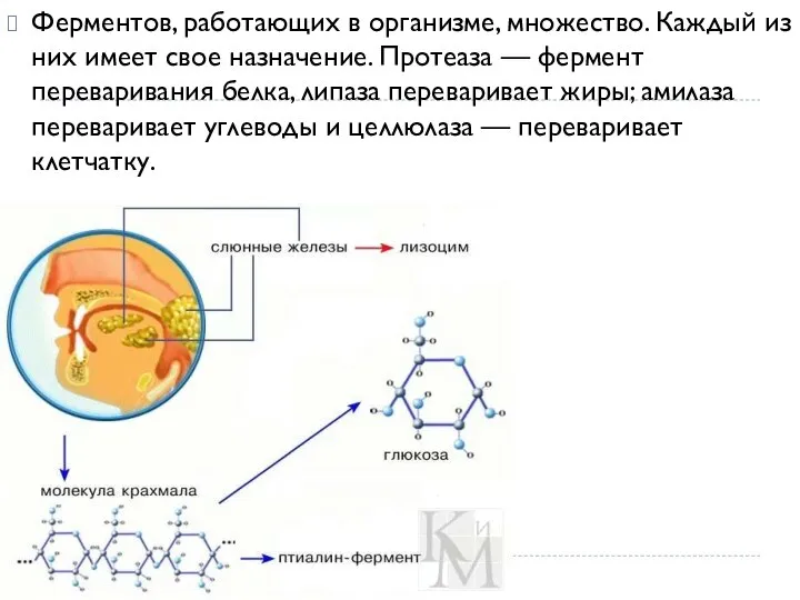 Ферментов, работающих в организме, множество. Каждый из них имеет свое назначение.