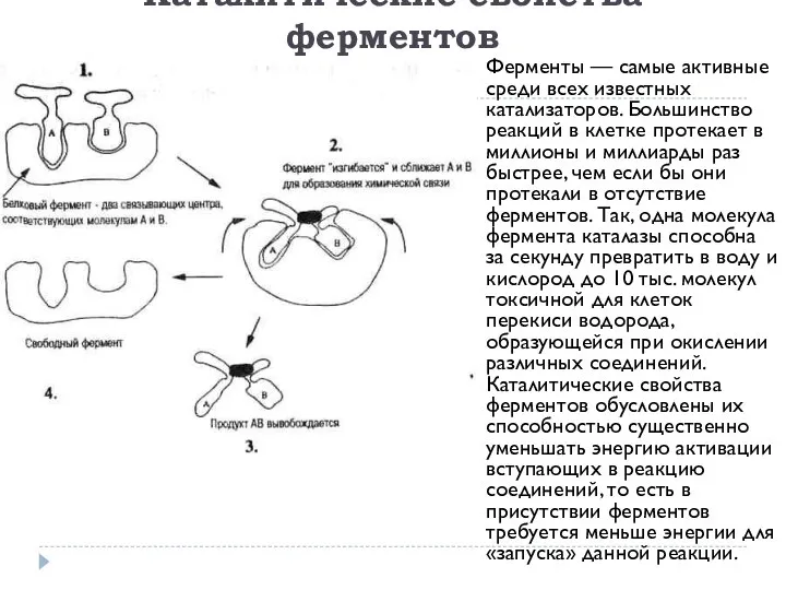 Каталитические свойства ферментов Ферменты — самые активные среди всех известных катализаторов.