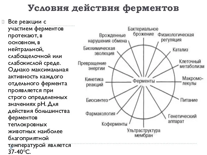 Условия действия ферментов Все реакции с участием ферментов протекают, в основном,