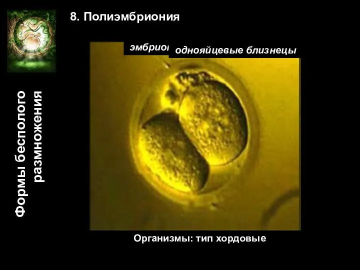 Формы бесполого размножения 8. Полиэмбриония зигота поделившаяся зигота эмбрионы в одном
