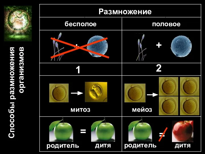 Размножение бесполое половое + + 1 2 мейоз митоз родитель родитель