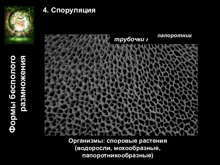 Формы бесполого размножения 4. Споруляция грибные споры трубочки на шляпке гриба