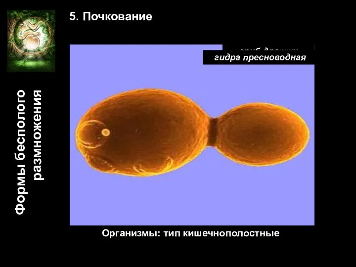 Формы бесполого размножения 5. Почкование гриб дрожжи Организмы: тип кишечнополостные гидра пресноводная