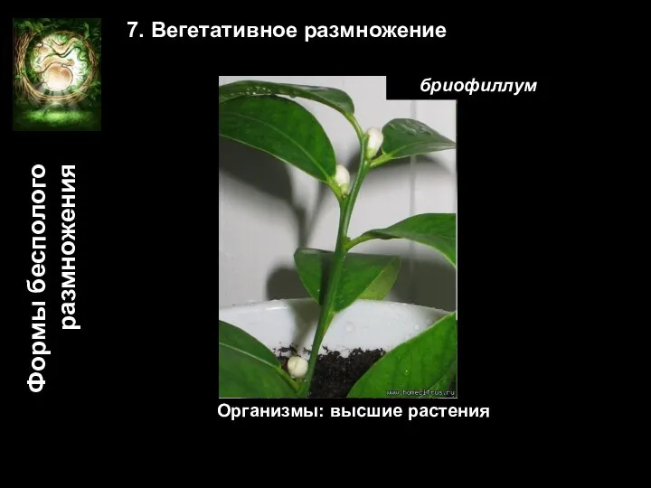 Формы бесполого размножения 7. Вегетативное размножение Организмы: высшие растения бриофиллум бриофиллум