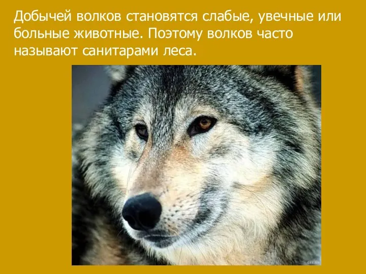 Добычей волков становятся слабые, увечные или больные животные. Поэтому волков часто называют санитарами леса.