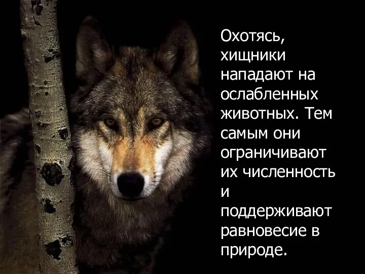 Охотясь, хищники нападают на ослабленных животных. Тем самым они ограничивают их