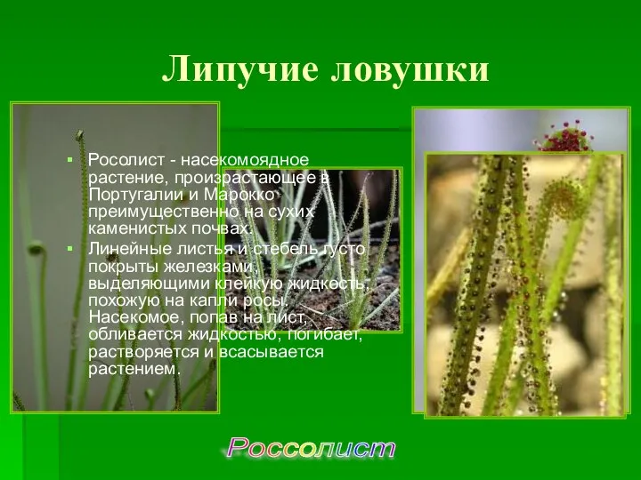 Россолист Липучие ловушки Росолист - насекомоядное растение, произрастающее в Португалии и