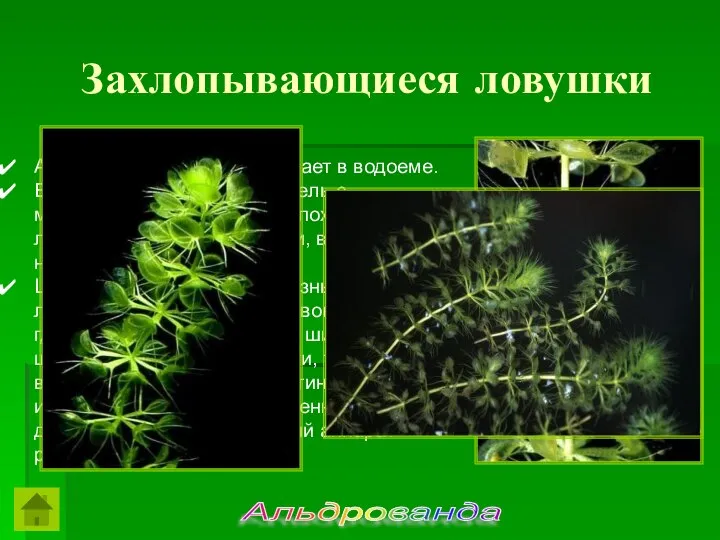 Альдрованда свободно плавает в водоеме. Ее тонкий травянистый стебель с мутовками