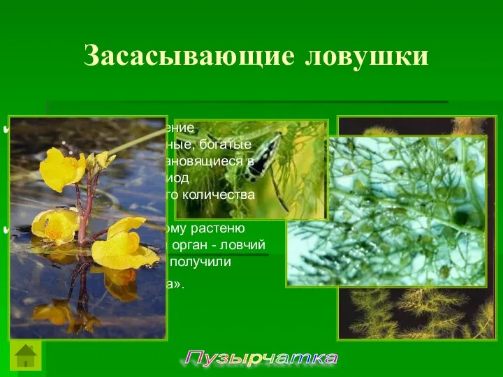 Пузырчатка Это интересное растение предпочитает заиленные, богатые гумусом водоемы, становящиеся в