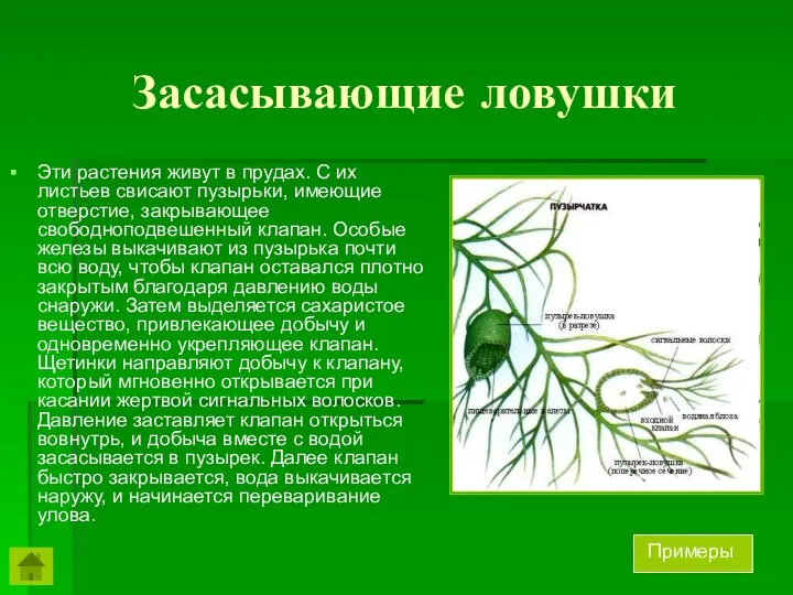 Засасывающие ловушки Эти растения живут в прудах. С их листьев свисают