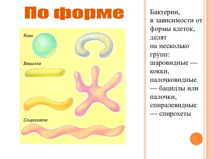 Бактерии, в зависимости от формы клеток, делят на несколько групп: шаровидные