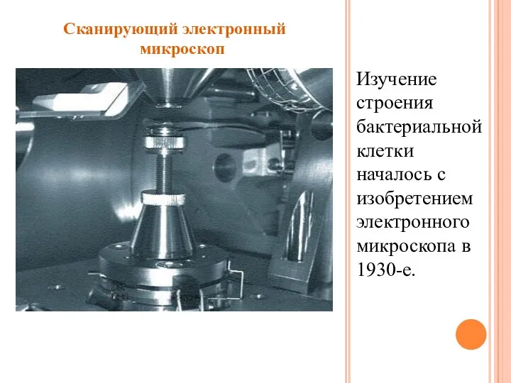 Изучение строения бактериальной клетки началось с изобретением электронного микроскопа в 1930-е. Сканирующий электронный микроскоп