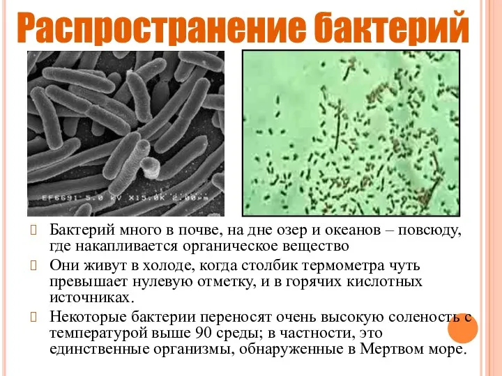 Распространение бактерий Бактерий много в почве, на дне озер и океанов