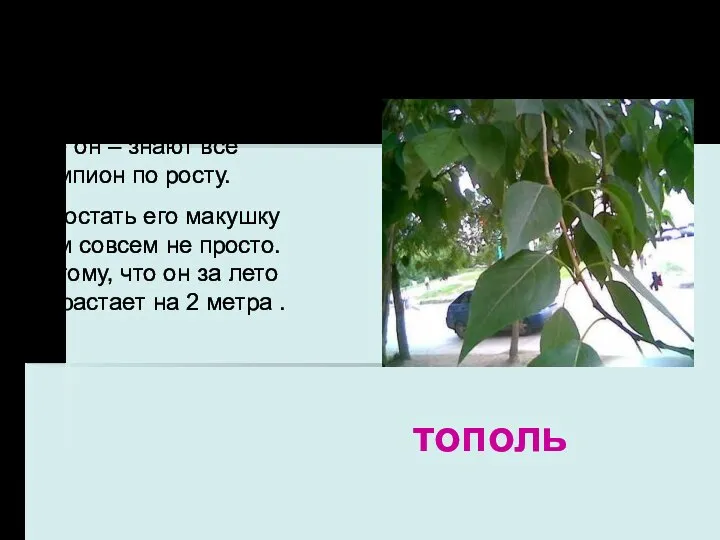 Это он – знают все Чемпион по росту. И достать его