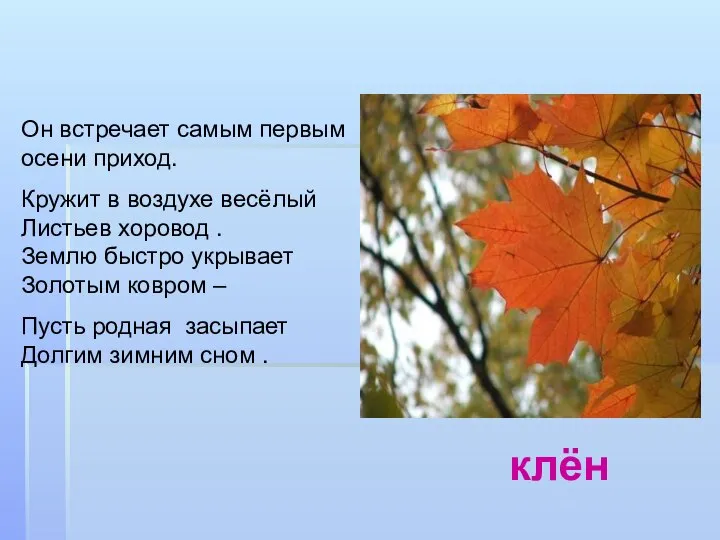 Он встречает самым первым осени приход. Кружит в воздухе весёлый Листьев