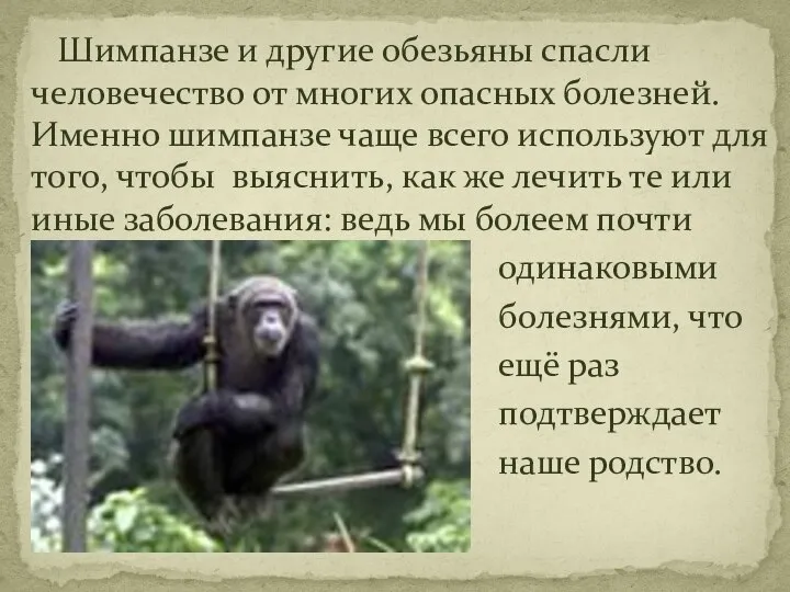 Шимпанзе и другие обезьяны спасли человечество от многих опасных болезней. Именно