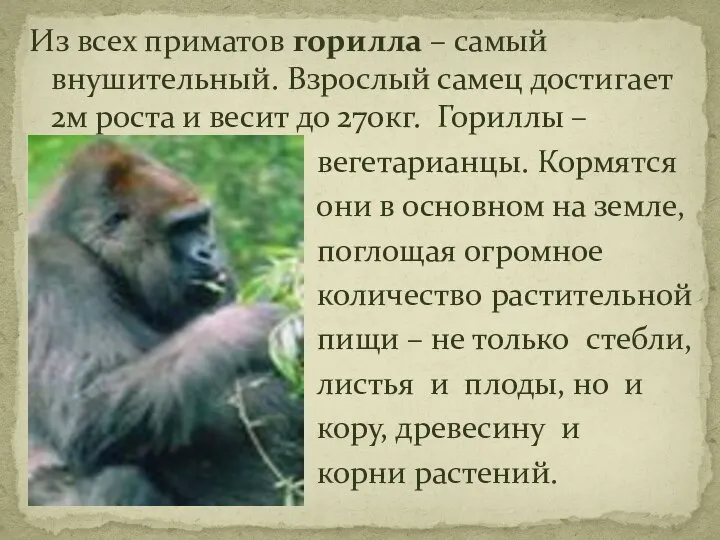 Из всех приматов горилла – самый внушительный. Взрослый самец достигает 2м
