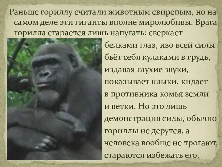 Раньше гориллу считали животным свирепым, но на самом деле эти гиганты