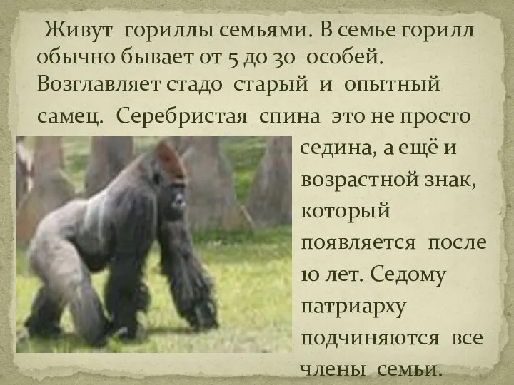 Живут гориллы семьями. В семье горилл обычно бывает от 5 до
