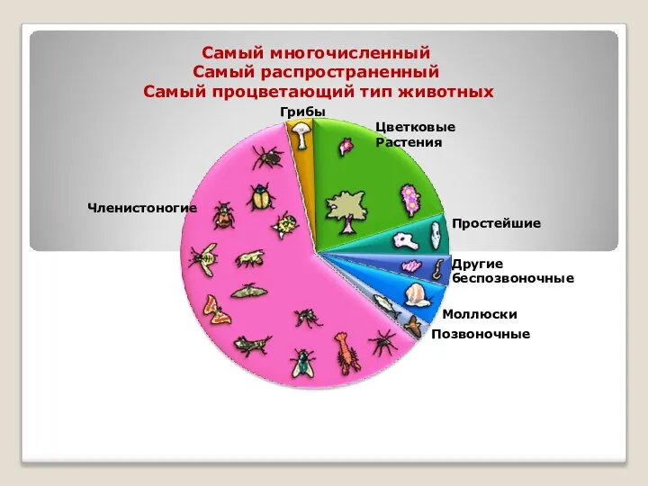 Самый многочисленный Самый распространенный Самый процветающий тип животных Цветковые Растения Грибы