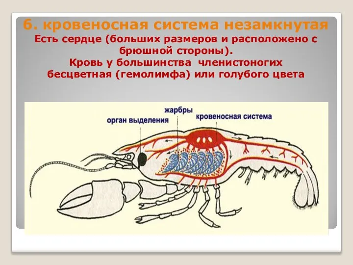 6. кровеносная система незамкнутая Есть сердце (больших размеров и расположено с