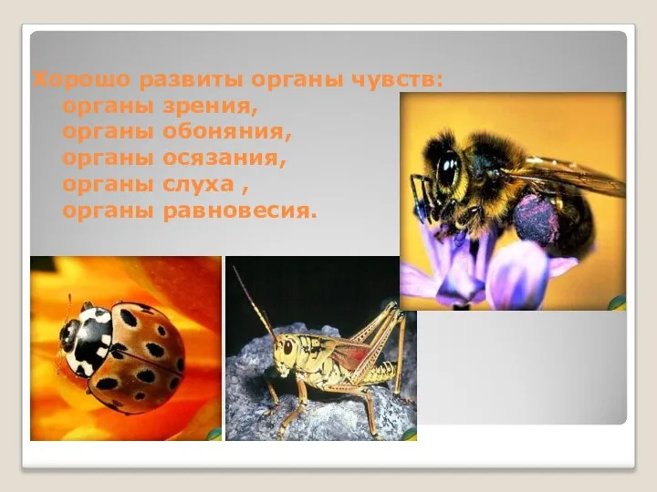 Хорошо развиты органы чувств: органы зрения, органы обоняния, органы осязания, органы слуха , органы равновесия.