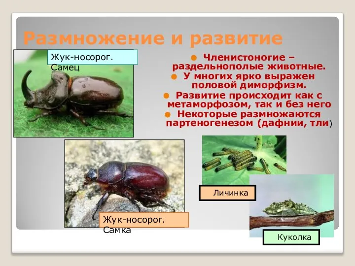 Размножение и развитие Членистоногие – раздельнополые животные. У многих ярко выражен