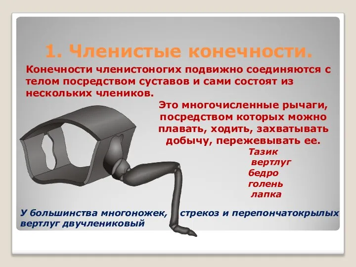 1. Членистые конечности. Конечности членистоногих подвижно соединяются с телом посредством суставов