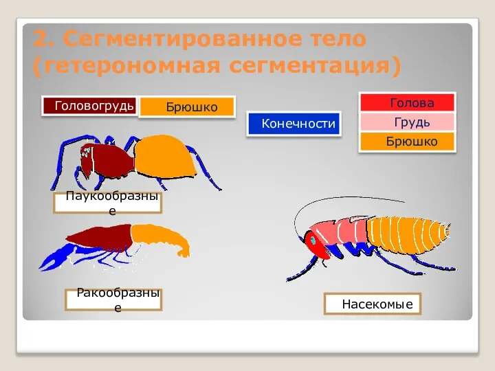 2. Сегментированное тело (гетерономная сегментация) Голова Брюшко Головогрудь Грудь Брюшко Насекомые Ракообразные Паукообразные Конечности