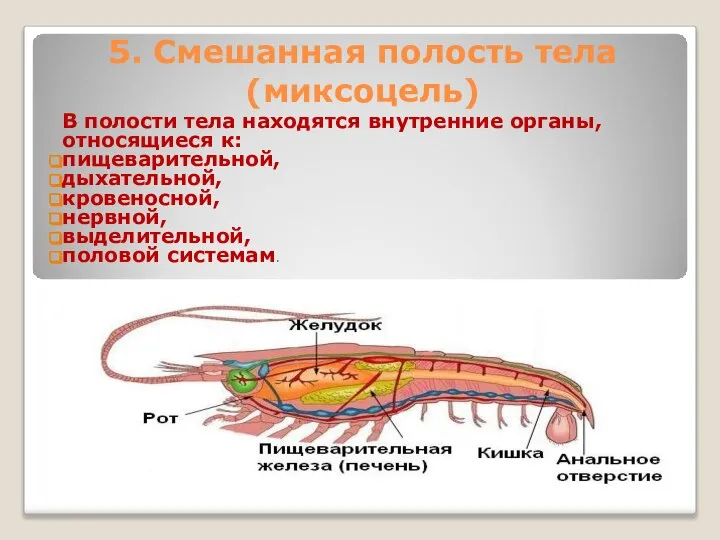 5. Смешанная полость тела (миксоцель) В полости тела находятся внутренние органы,