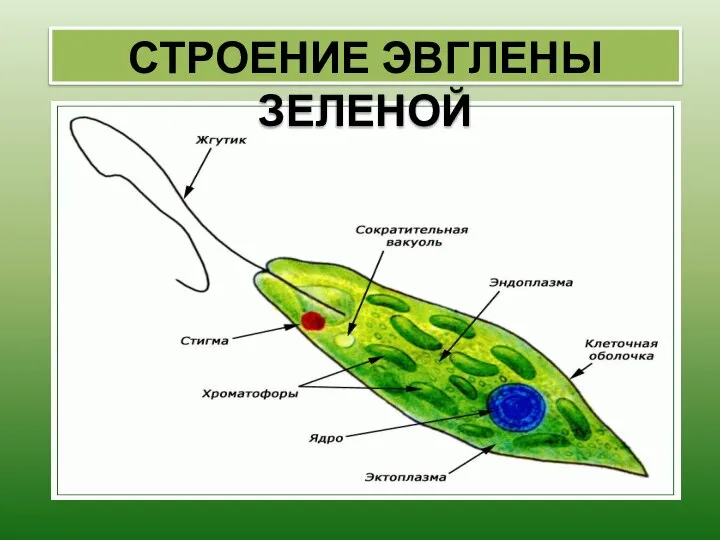 СТРОЕНИЕ ЭВГЛЕНЫ ЗЕЛЕНОЙ