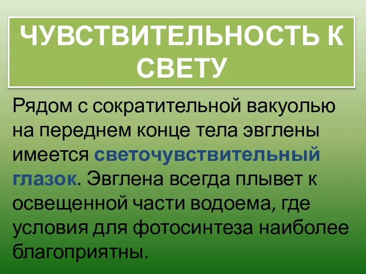 Рядом с сократительной вакуолью на переднем конце тела эвглены имеется светочувствительный