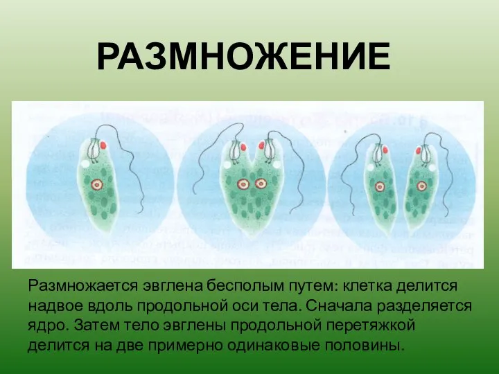 РАЗМНОЖЕНИЕ Размножается эвглена бесполым путем: клетка делится надвое вдоль продольной оси