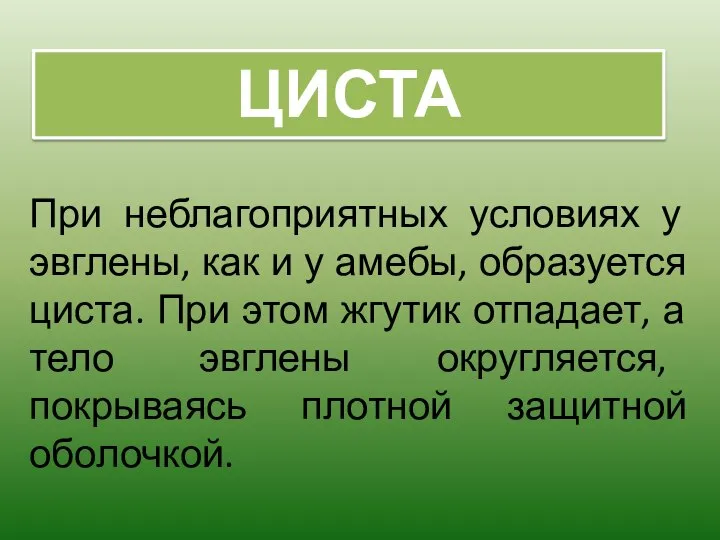 При неблагоприятных условиях у эвглены, как и у амебы, образуется циста.