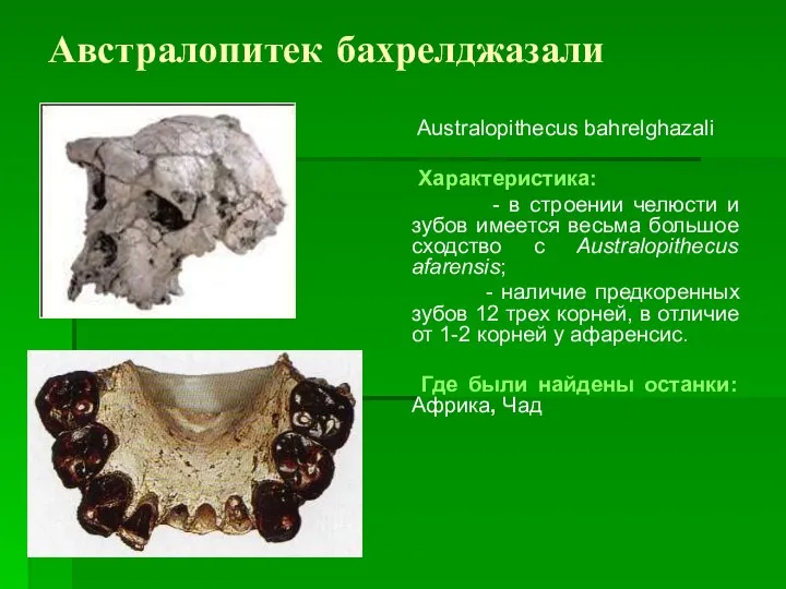 Австралопитек бахрелджазали Australopithecus bahrelghazali Характеристика: - в строении челюсти и зубов