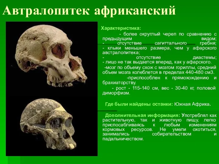 Автралопитек африканский Характеристика: - более округлый череп по сравнению с предыдущим