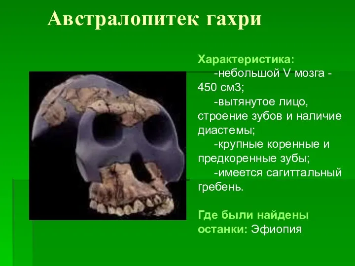 Австралопитек гахри Характеристика: -небольшой V мозга - 450 см3; -вытянутое лицо,