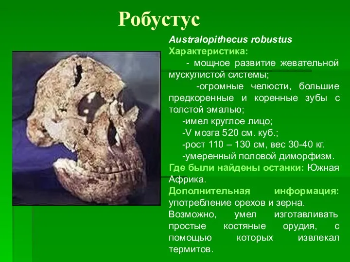 Робустус Australopithecus robustus Характеристика: - мощное развитие жевательной мускулистой системы; -огромные